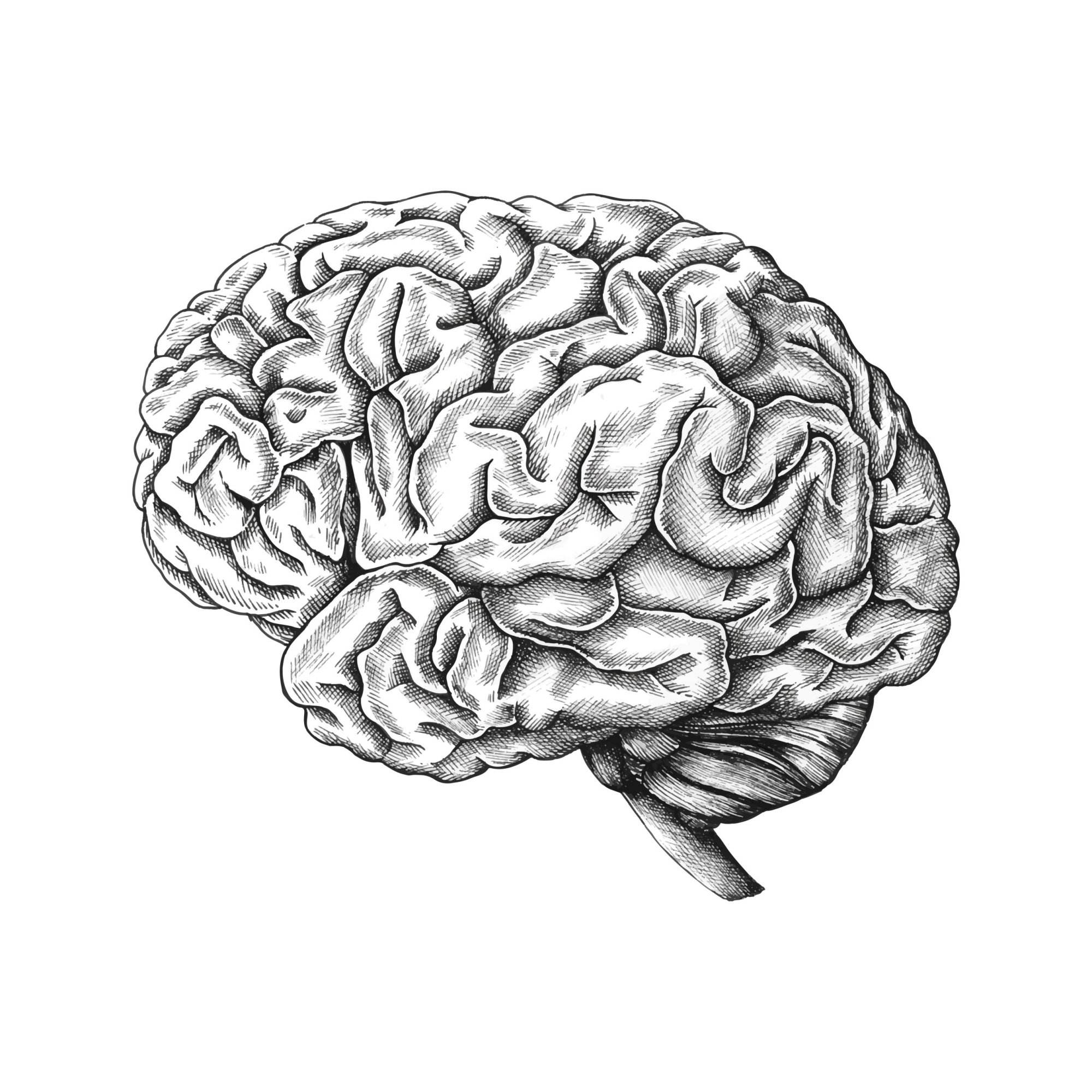 Hand drawn image of a brain