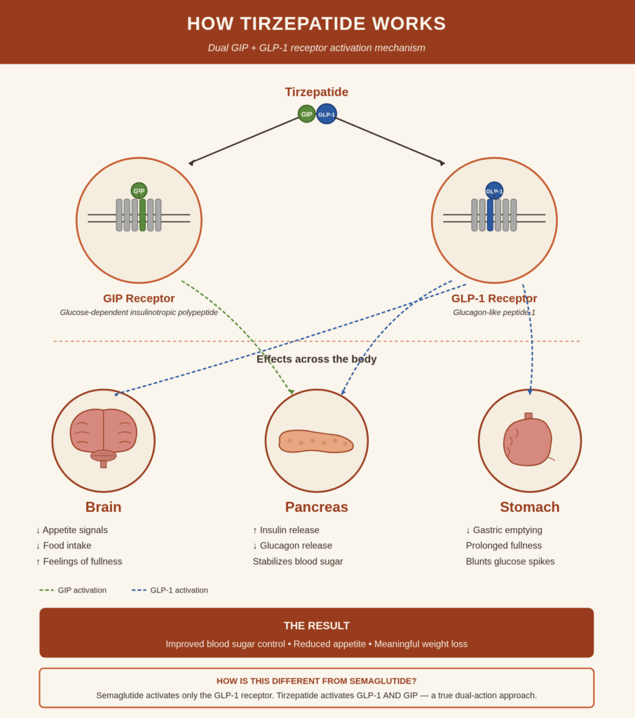 A diagram of how tirzepatide works in the body. 