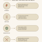 Infographic of what BR+NAD does for the brain.