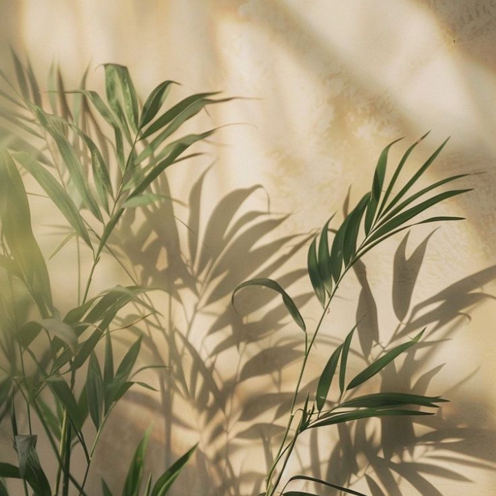 Close up of palm leaves casting shadows on onto beige wall