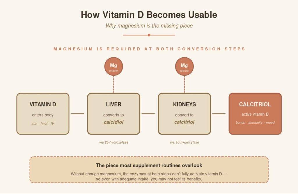 Infographic showing vitamin D and magnesium mechanism.